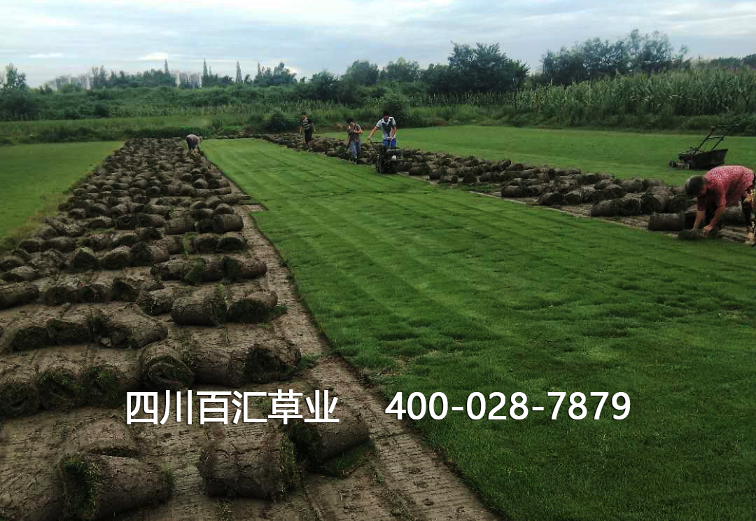 四川草坪護坡草種